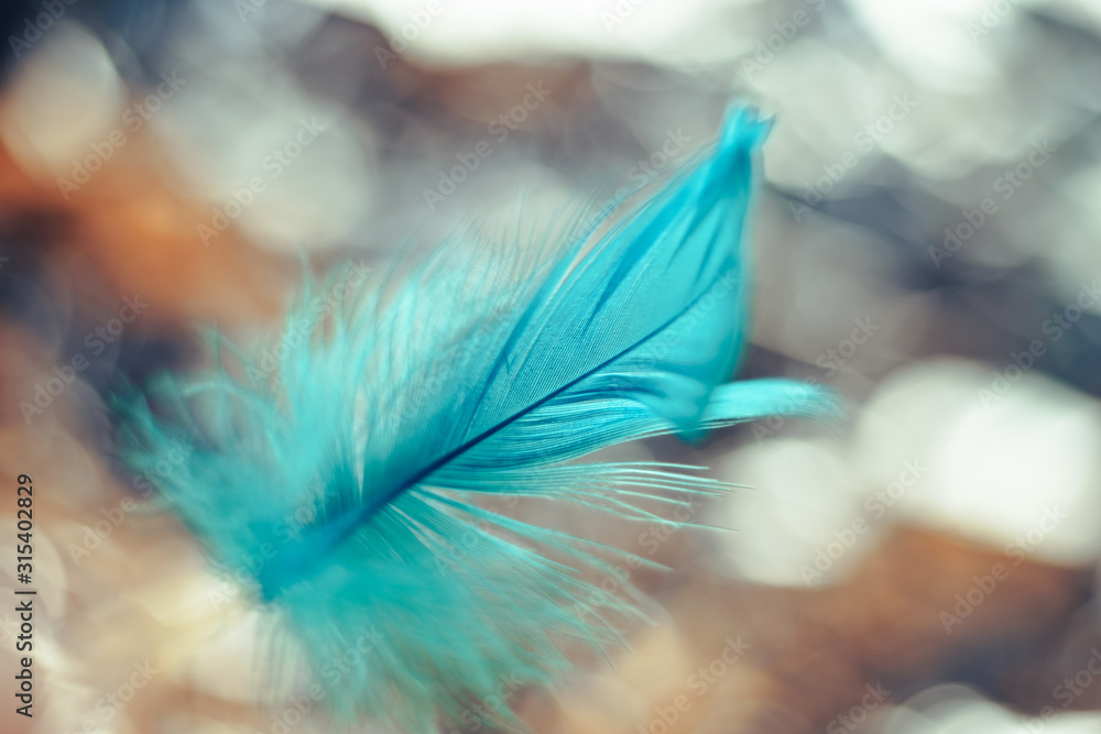 Poster Close up Beautiful blue Bird feather pattern on a bokeh background for design texture.