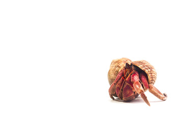 Hermit Crab crawling on white background 