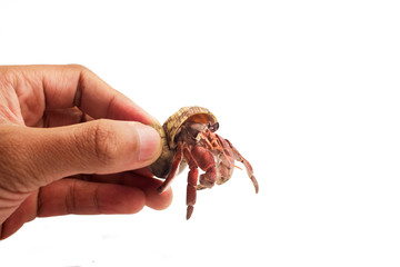 Hermit Crab crawling on white background 