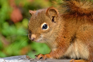 Obraz premium Cute little squirrel with fluffy tail and bead eyes sitting on wooden fence, green background. Picture taken in Rocky mountains in Canada.
