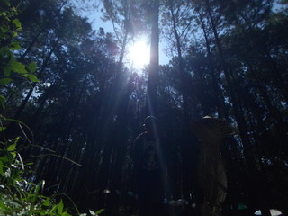 Windusari Forest - Indonesian