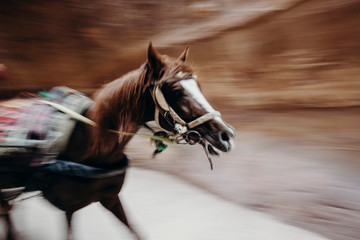Jordan, desert landscape, ruins of petra, horse and desert, sand, stone, sun, perspective, landscape