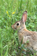 Naklejka na ściany i meble Cottontail Rabbit in Grass