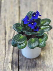 Home flowers. Blue violet with a yellow center in a pot on a background of an ancient wooden background. Wintering.