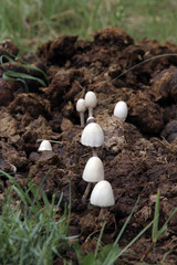 WIld Mushrroms in Dung