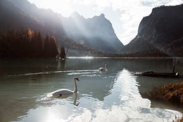 Landscape of white swans swimming in turquoise lake among pine forest with powerful Dolomites mountains on background on sunny day