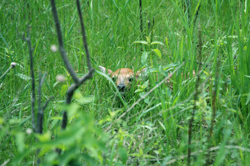 White-Tailed Deer Fawn