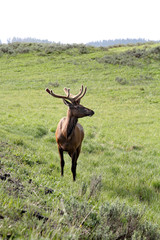 Young Male Elk