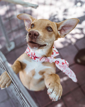 Playful young ginger mixed breed dog in bandana standing on hind legs spending time in street