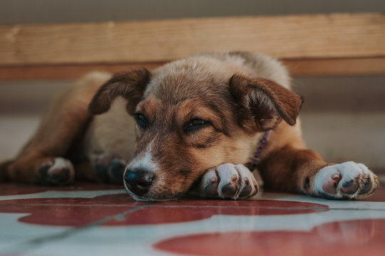 Closeup of exhausted mongrel puppy lying on paws looking at camera at inside of building