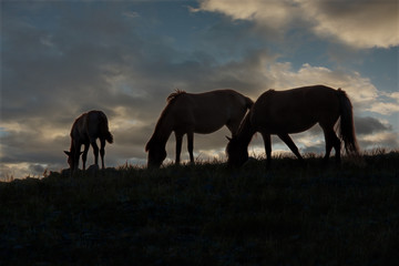 Fototapeta na wymiar Kazakhstan. Grazing horses in the steppes of the natural mountain Park Bayanaul.