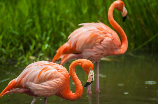 Wild pink flamingos standing in calm water of small lake near green grassy shore in countryside