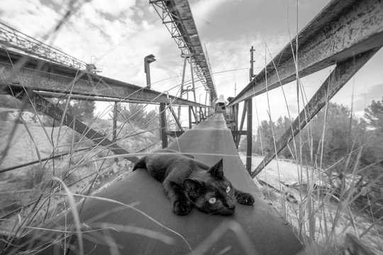 Black cat resting on metal beam of unfinished building on cloudy day in countryside