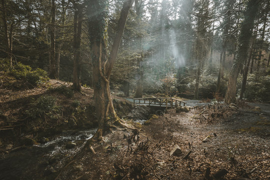 Fototapeta Wooden footbridge over small river flowing through misty forest with trees covered with ivy and sun rays breaking through fog in Tollymore Forest Park in Ireland