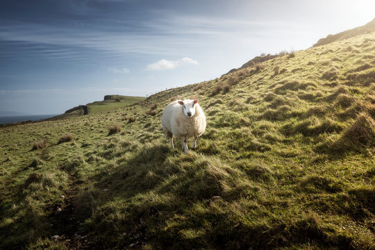 White sheep grazing on hill with green spring grass in Northern Ireland