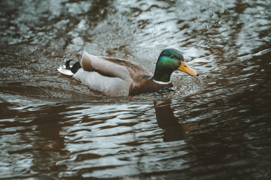 Graceful mallard duck swimming in dark water with ripples in Tollymore Forest Park on Northern Ireland