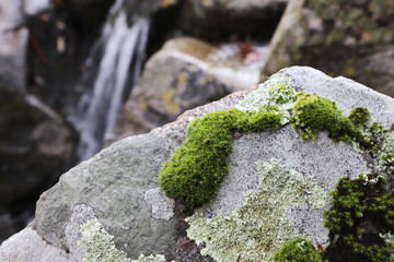 lichen on rock