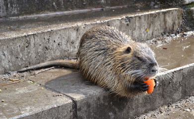 Nutria auf Treppenstufe isst Möhre