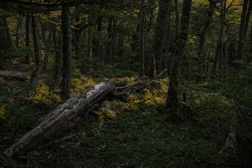 Tree trunk fallen in the middle of a green forest covered in green grass in Torres del Paine National Park