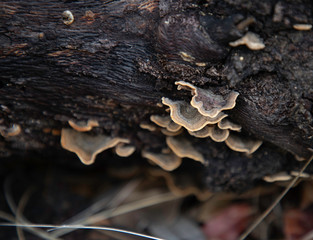 Turkey tail fungus