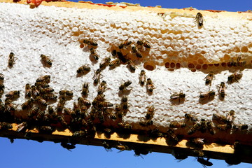 Honey cells with bees, closeup
