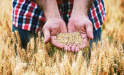 Farmer in a wheat field checking crop, close up photo. Agricultural concept