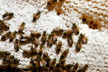 Honey cells with bees, closeup