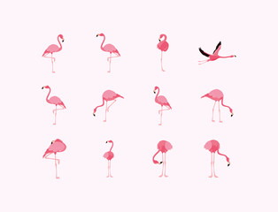 Flamingos birds set vector design