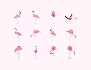 Foto auf Acrylglas Flamingo Flamingos Vögel setzen Vektordesign