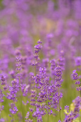 Naklejka premium Lavendel