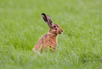 Naklejka na ściany i meble European hare or Brown hare in grass