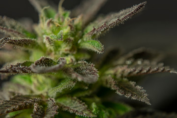 Black French cookies variety of ripened mini marijuana flower from greenhouse