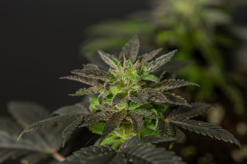 Black French cookies variety of ripened mini marijuana flower from greenhouse