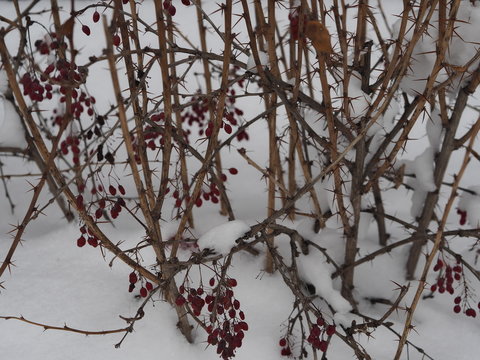 Winter came unexpectedly. Branches and berries of barberry are covered in snow. After a blizzard.