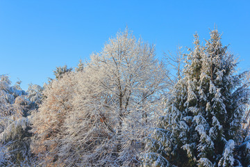  a white winter landscape/view of snow covered trees