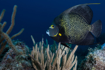Side view of black French Angelfish with yellow spot swimming among seaweed deep in ocean