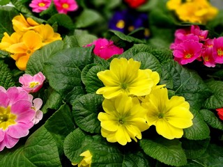 Multicolor Primrose (primula vulgaris) first spring flower blossoming in march. Perennial yellow...