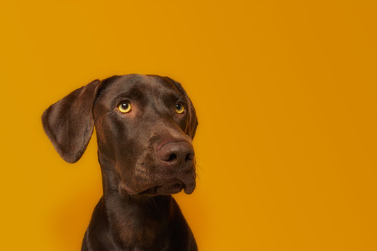 Obedient alert Vizsla dog with healthy glossy brown hair and amazing yellow eyes looking away with interest against vivid orange background in studio