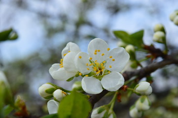 Fototapeta premium White flowers on branch in autumn