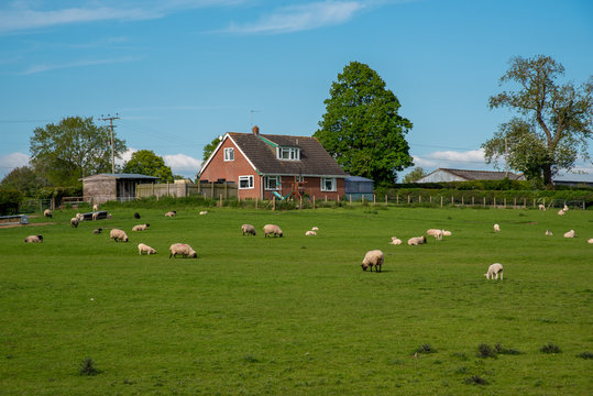 Canalside farm with sheep somewhere beside the LLangollen canal. Picture taken from a public place.