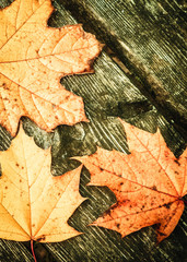 Autumn leaves on wood as nature background.