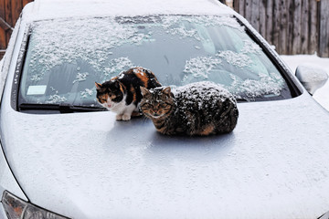 Stray cats in a cold winter snowy day