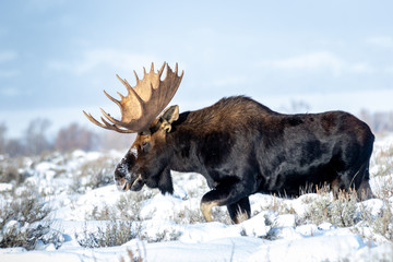 Bull Moose 20