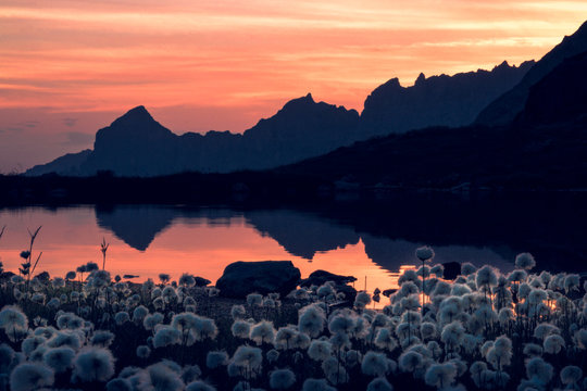 Breathtaking landscape of motionless water reflecting sky in warm sunset light with dandelion flower and mountains in Switzerland