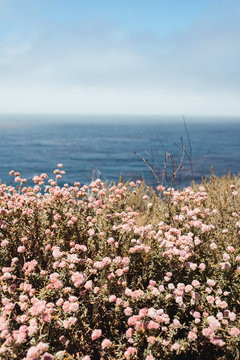 Bright shore with blossoming flowers and clean blue water under light cloudy sky in Big Sur