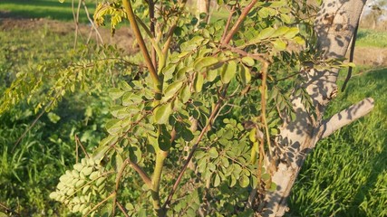  green leaves of Moringa Olefera