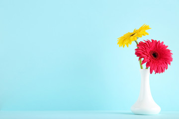 Ceramic vase with gerbera flowers on blue background