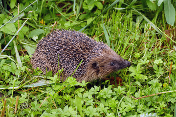 Igel im Gras