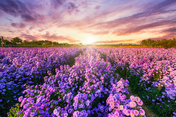 Beautiful of Landscape of Purple Lavender and Cutter field flower in the nature garden horizon of the summer sunset sky background in Chiang Mai,Thailand.