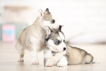 Husky puppies standing in room at home